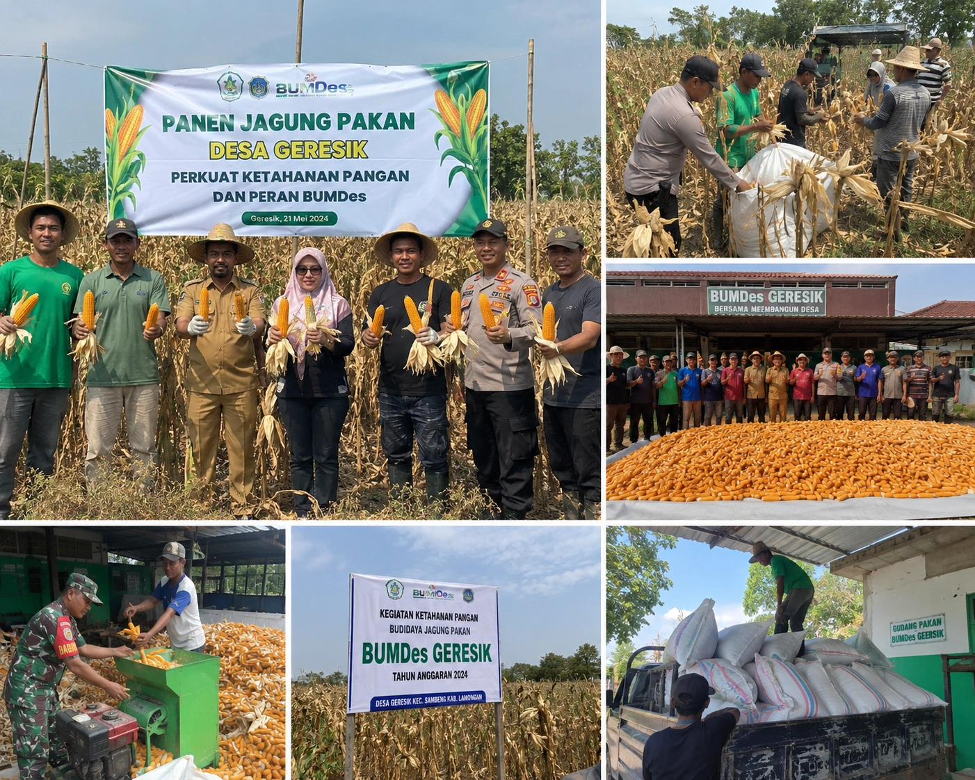 Panen Jagung Pakan di Desa Gersik Perkuat Ketahanan Pangan dan Peran BUMDes